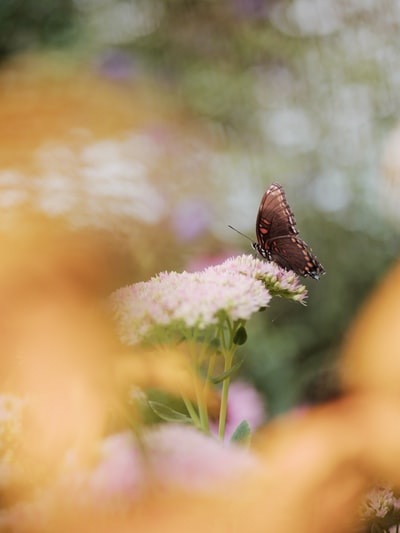 棕蝶栖息在近距离摄影白天白花
